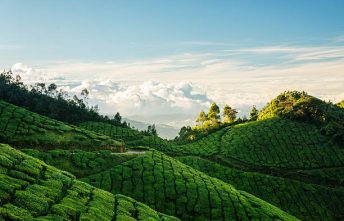 Green tea plantation hills with blue sky on background in Munnar, Kerala, India. Kolukkumalai tea estate point shooting. Kerala, Tamilnadu, India